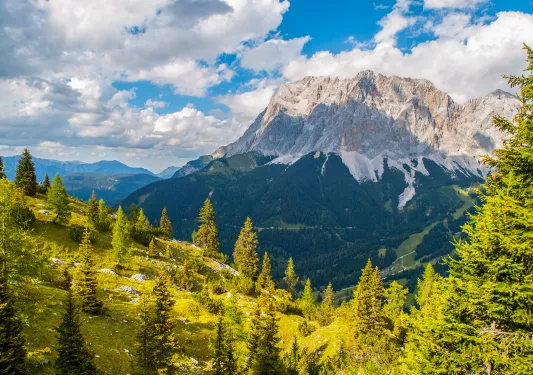 Hillside tress with a rocky mountain in the foreground