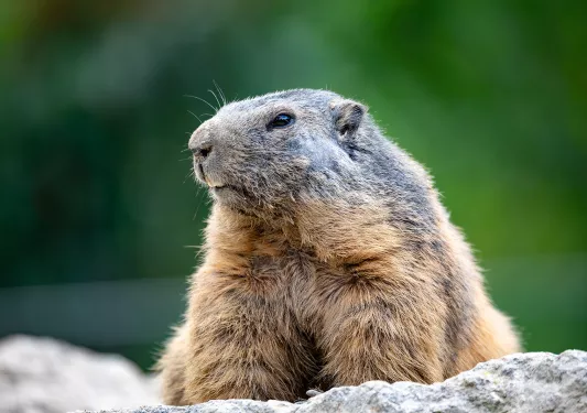 a gopher