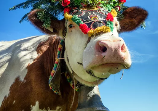 Cow with a flower headdress and a bell on