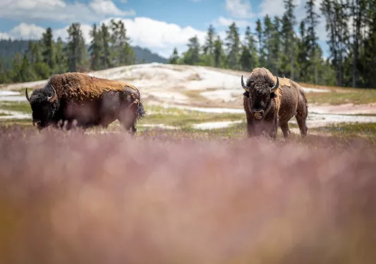 Two bison roaming freely in an open grass field