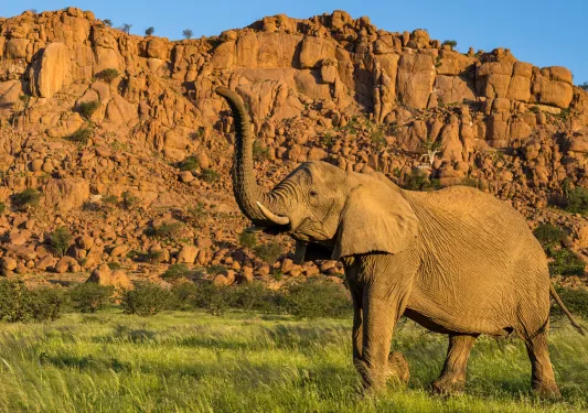 Elephant in the middle of a grass valley with mountains in the background