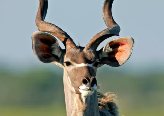 Deer with spiral antlers