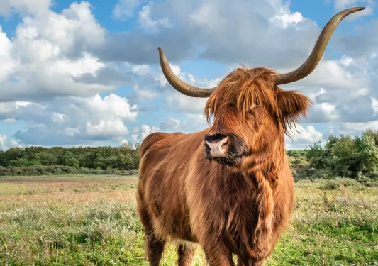 Longhorn cow in a grassy field