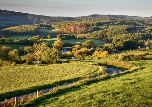 Grassy fields with trees in the distance