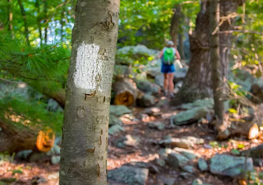 Tree with a white painted square on it