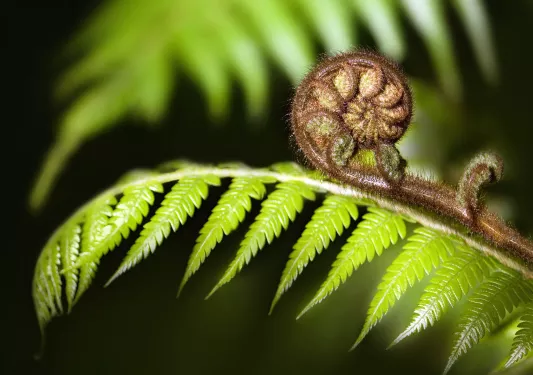 Fuzzy insect on a small leaf