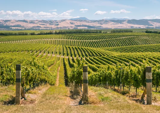 Open field of crops in parallel to each other 