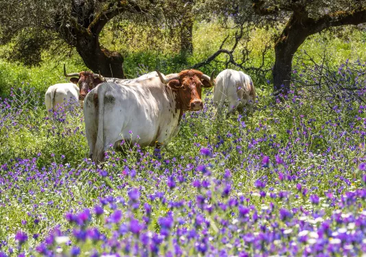 Four cows in a field of purple and green flowers
