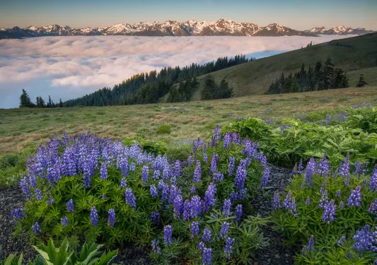 Purple plants on top of a hill overlooking fog in the distance