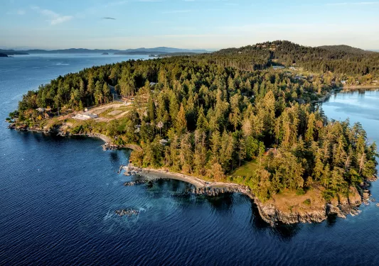 Forest on the coast of the ocean