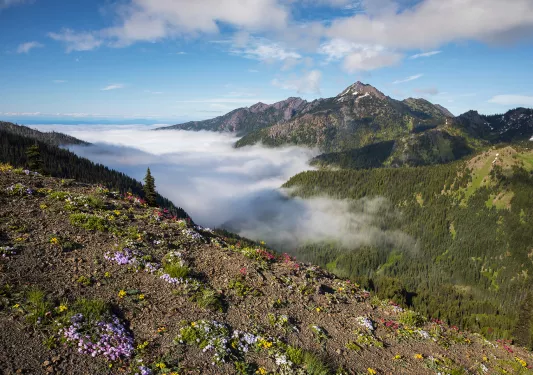 Patches of flowers and plants on a dirt cliff overlooking other mountains