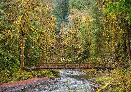 Flowing river with a bridge and large trees in the distance