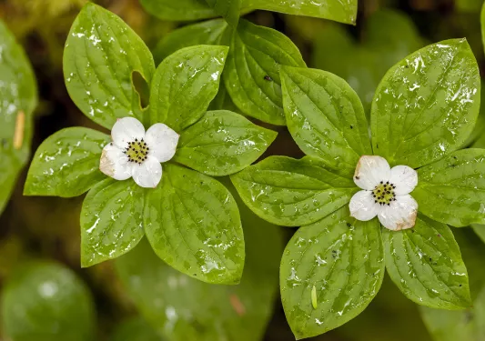 White flowers in the center of green plants