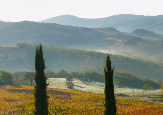 Two tall trees on a hill, looking out to an open valley