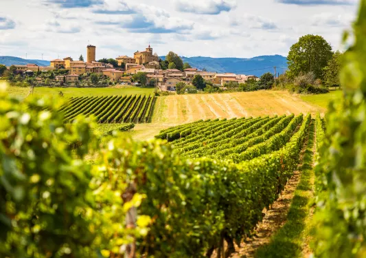 Open field of crops with large, tan buildings in the background