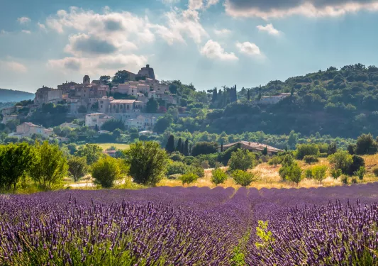 Field of lavender flowers with large buildings sitting on hills in the distance