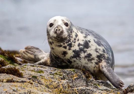 a seal