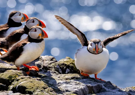 group of finches on a rock