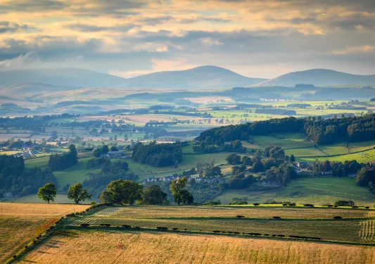 Farmland surrounded by trees
