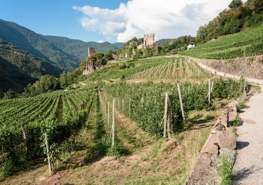 Long road next to vineyard and crops