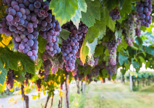 Wine grapes in a vineyard