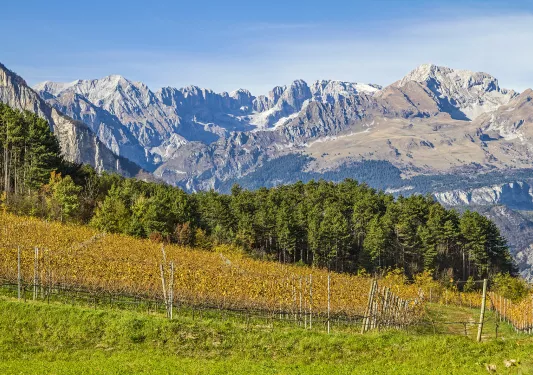 Grassy fields and trees in front of snow-capped mountains