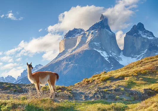 Alpaca in an empty valley with snow-capped mountains in the distance