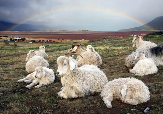 Group of lambs laying down on a field of grass