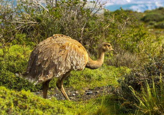 Brown ostrich in the middle of a grassy field
