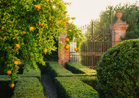 Pomegranate tree in a courtyard with trimmed bushes 