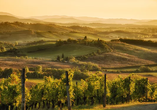Open field of grass, trees and crops