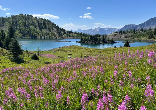Open valley of grass and pink flowers, next to a lake surrounded by tall trees