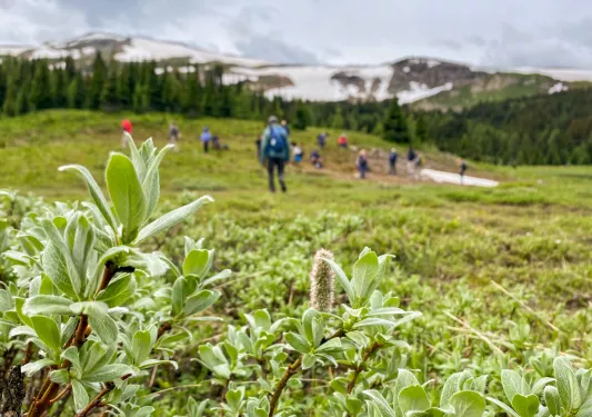 A meadow of tall, green weeds with people walking in the distance towards a forest