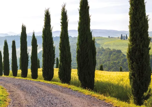 row of green trees along a gravel path