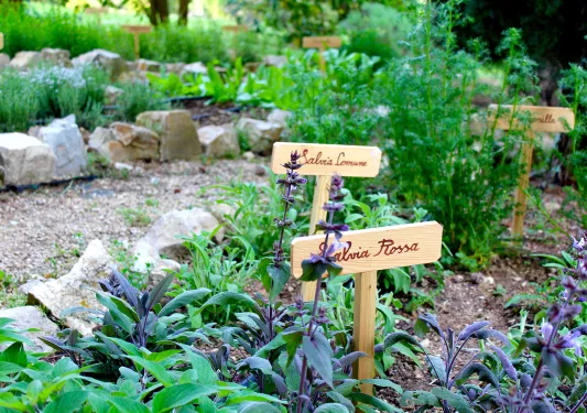 two wooden signs on plants in a garden