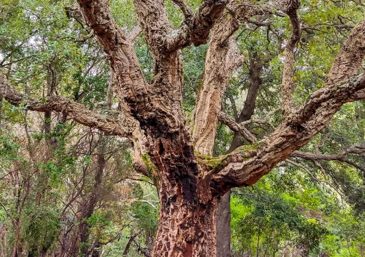 Large tree with wide branches in the middle of a forest
