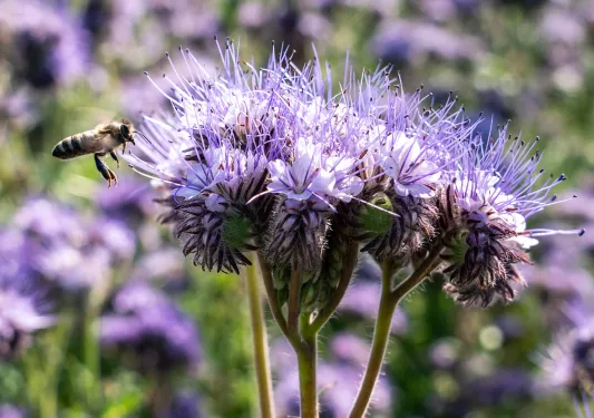 Honey bee on purple flowers with long stems