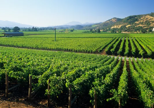 Open field of green crops and small hills in the distance