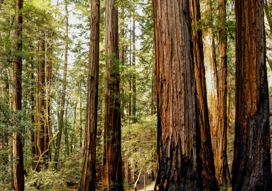 Large trees with skinny trees scattered across a forest