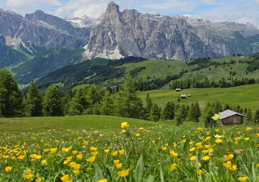 Large grass valley with yellow flowers