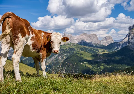 Cow grazing in a field
