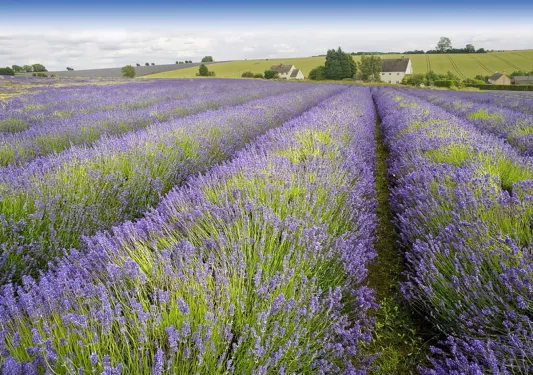 lavender fields