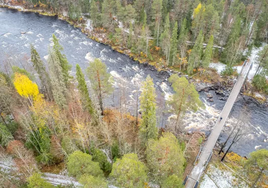 Sky view of a river surrounded by tall trees