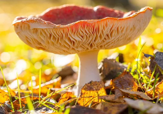 Pink and yellow mushroom growing from the ground
