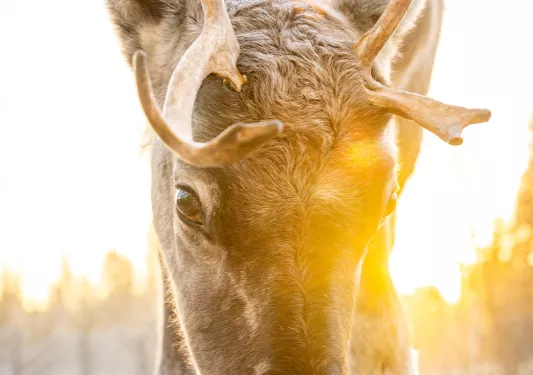 Moose eating from the ground, with a sunset in the background