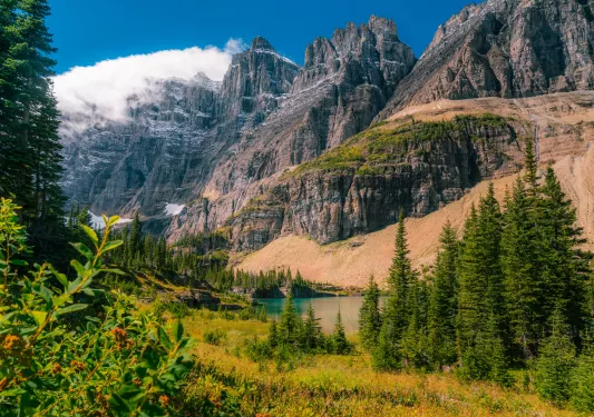 Open valley with dirt trails and large green trees