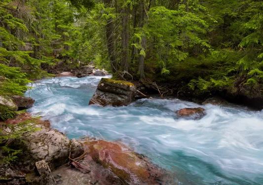 River in the middle of a forest