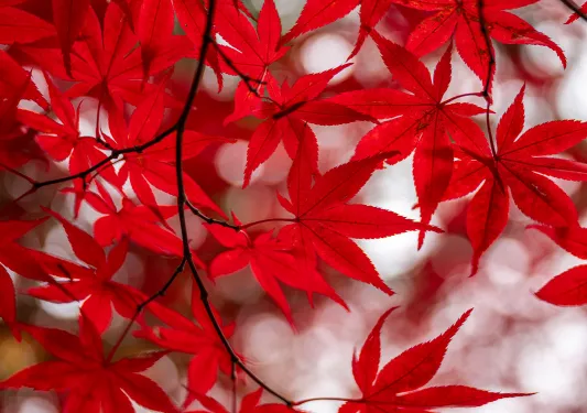 Red leaves on a branch
