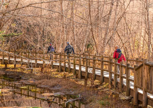 Three people walking on a wooden bridge in the middle of a forest of dried trees