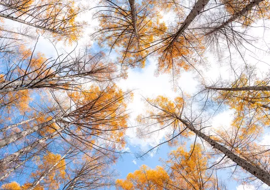 Ground view of tall trees with orange leaves in the forest
